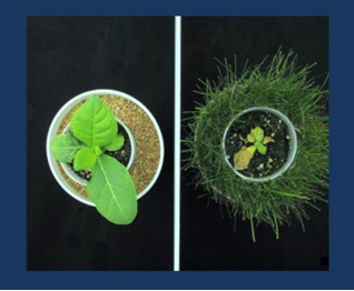 Side-by-side images of two tobacco plants in the centre of concentric pots. The tobacco plant on the left has no plants in its outer pot and is thriving. The tobacco plant on the right has grass in its outer pot and is dead. Both images are set against a navy blue background
