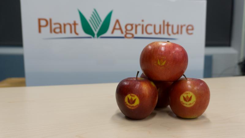Apples with the Plant Agriculture logo on them