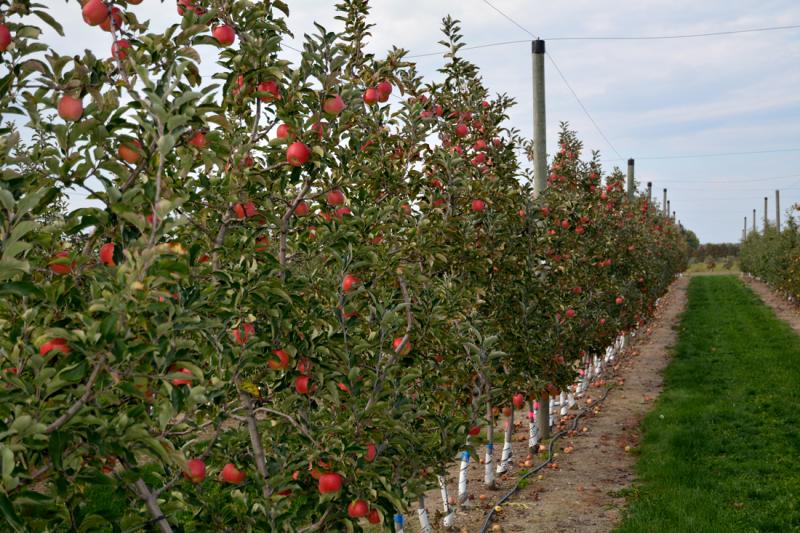 Cider apple orchard plots