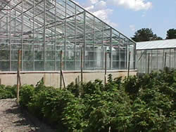 Image: Simcoe greenhouses