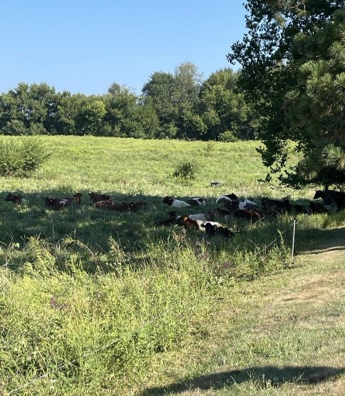 Cows laying down in a field in the shade of a big tree