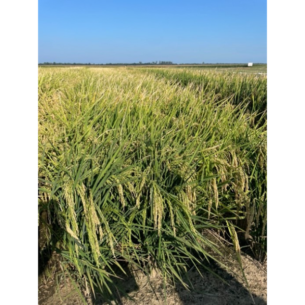 A rice field