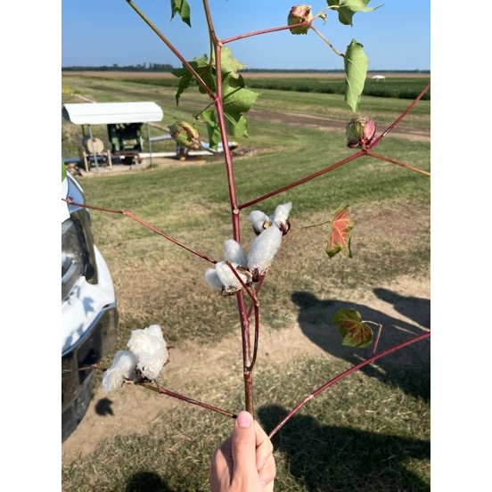 a cotton plant