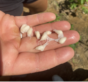 hand holding seeds