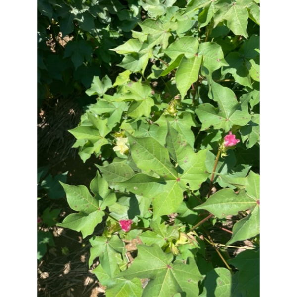 A cotton plant