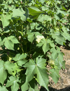 A cotton plant