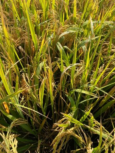 Close up of rice plants