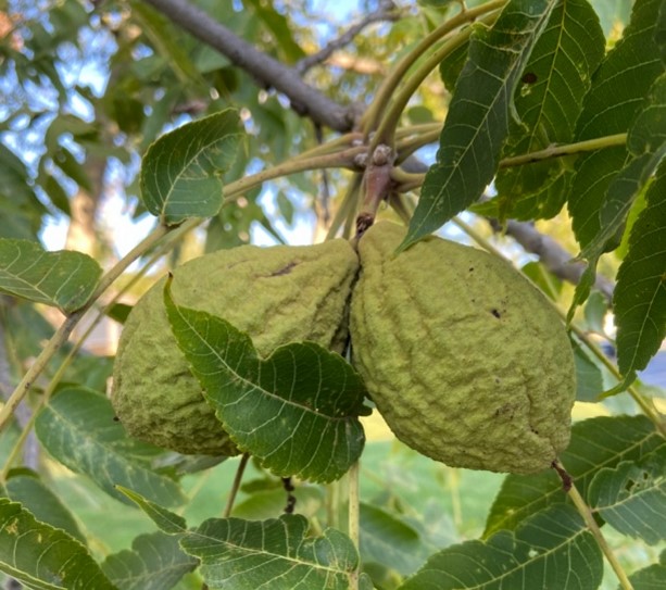Two black walnuts on a tree