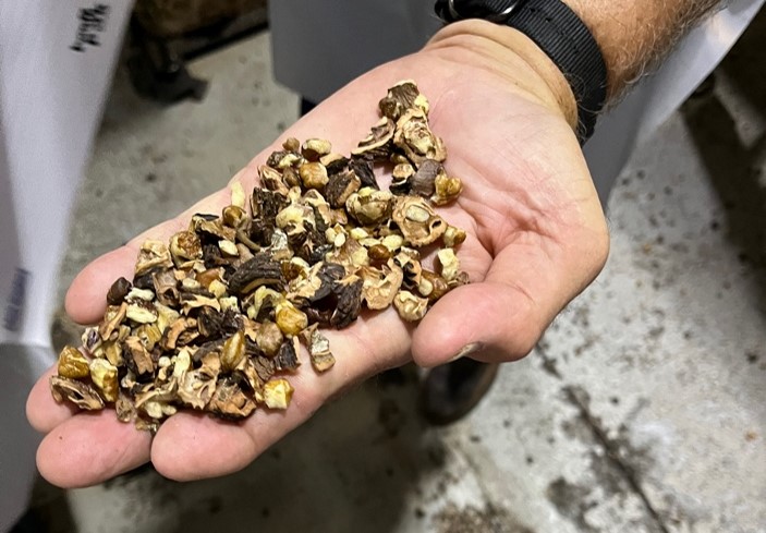 Walnut pieces after being crushed