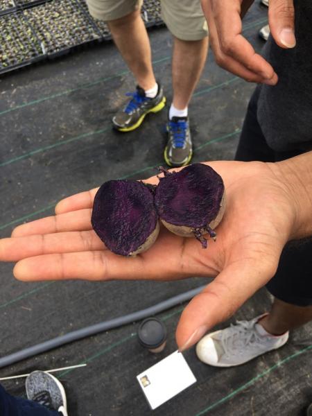 Dr. Douches describes his program’s breeding objectives to a backdrop of potato seedlings