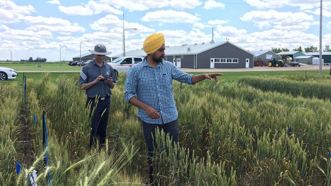 PhD Candidate Harwinder SinghSidhu Collecting Data in the Test Plots at the University of Guelph