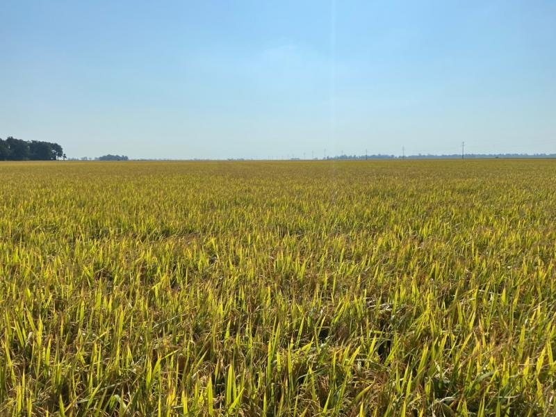 A view of Scott Wheeler's Farm field of rice