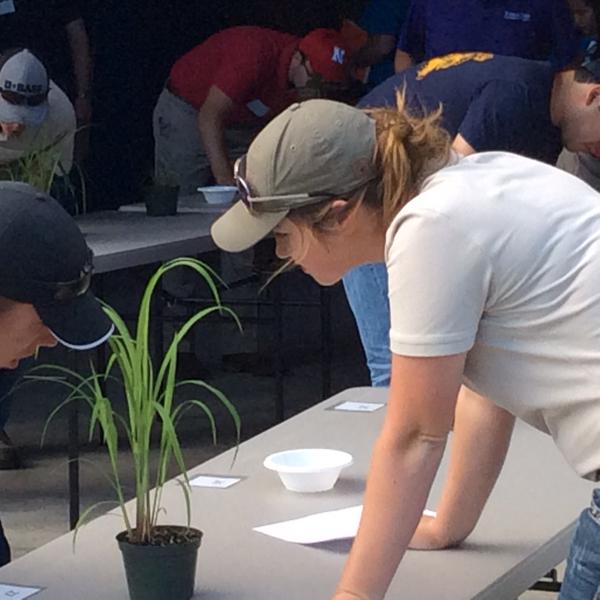 OAC team member ID'ing grass weed in pot