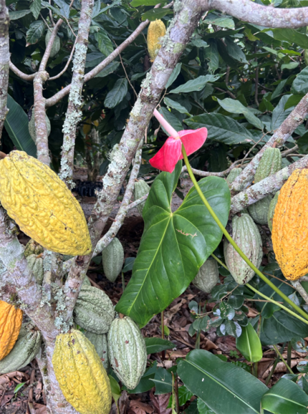 Flowering plant