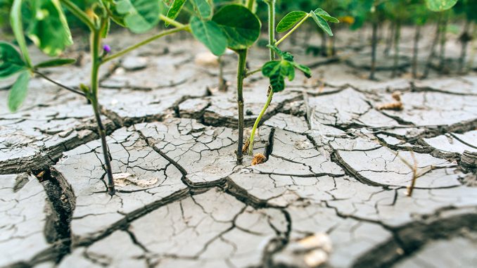 Plants growing in very dry, cracked soil