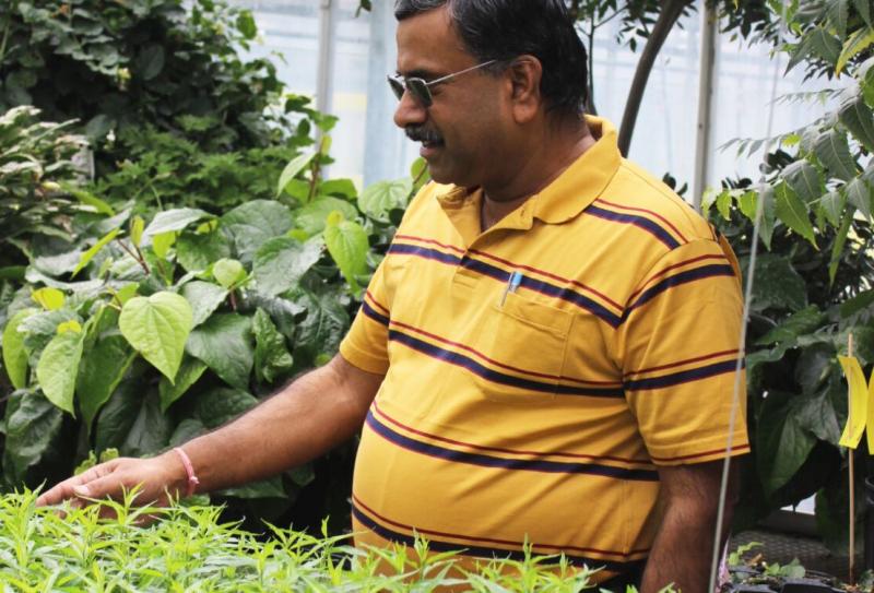 Dr. Subramanian in a greenhouse looking at plants