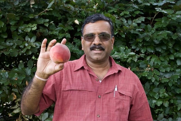 Dr. Subramanian holding a peach