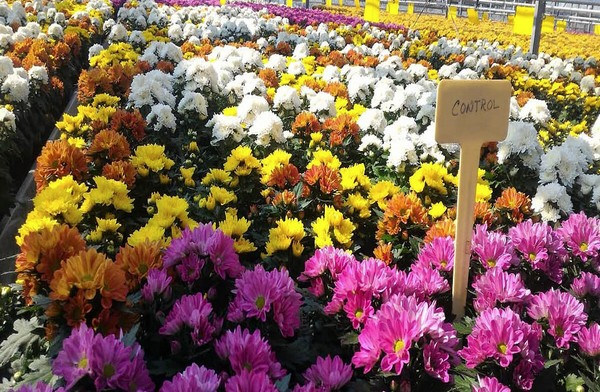 Chrysanthemums of various colours