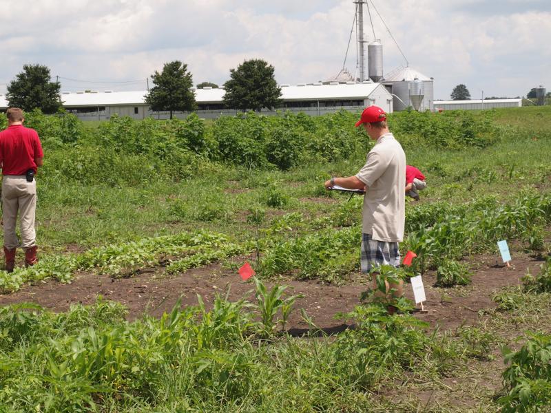 OAC Weeds Team member in the field during competition