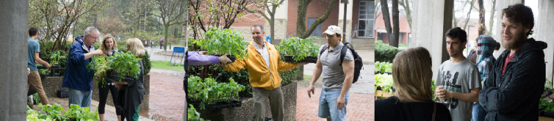 Plant buyers search for fresh greens to buy