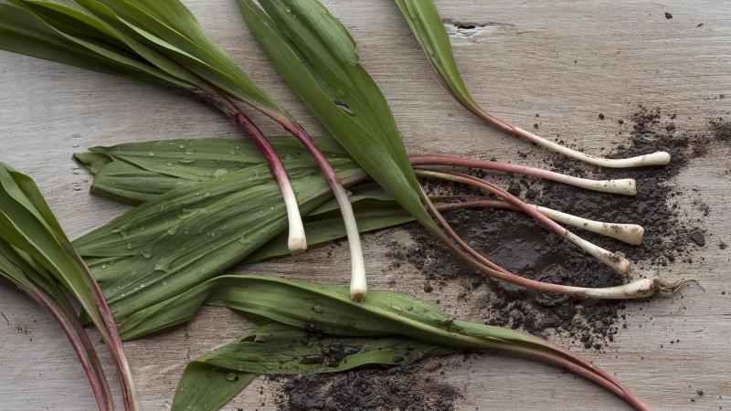 Wild Leeks