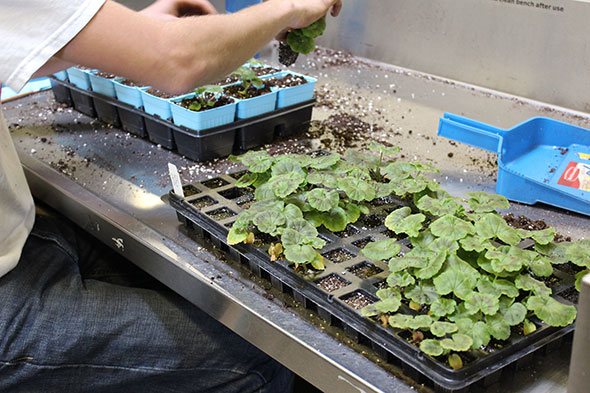 Student planting in the Bovey Greenhouse