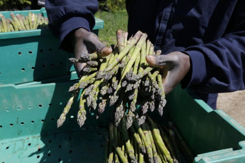 Worker holds freshly cut asparagus.