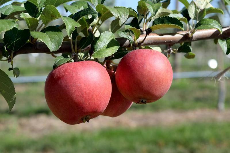 Binet Rouge cider apples