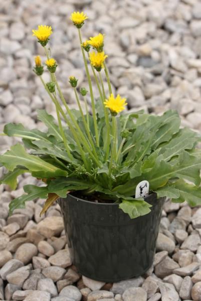 Russian Dandelion in pot