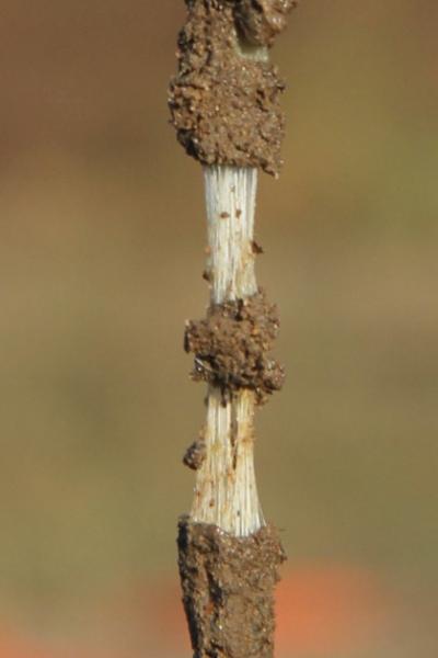 Dandelion stem showing natural rubber