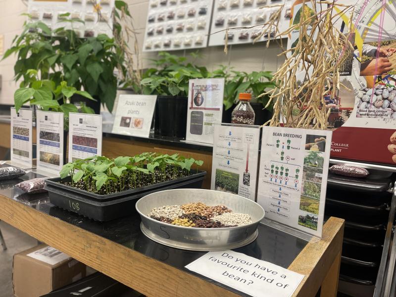 Dry Bean Breeding display