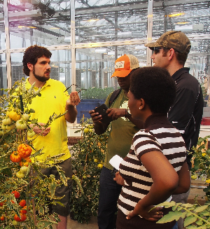 group in greenhouse observing tomato plants