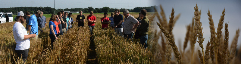 tour group observing wheat breeding plots