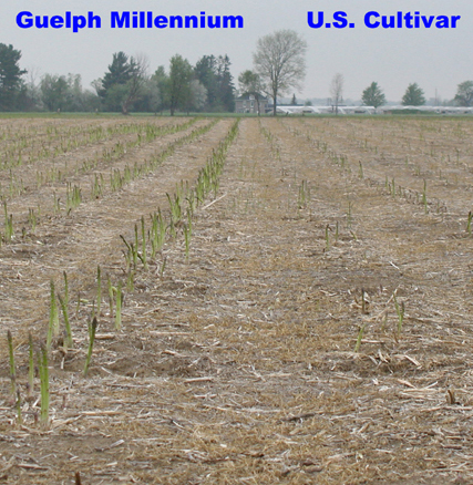 Field comparison of Millennium Asparagus vs. U.S. Cultivar