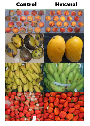 Images of fruit treated with hexanal vs fruit not treated