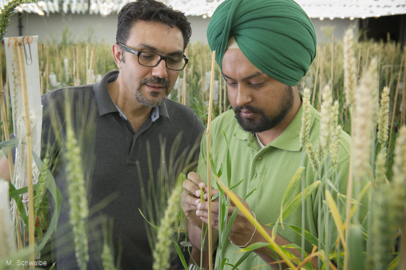 crossing wheat in growth room