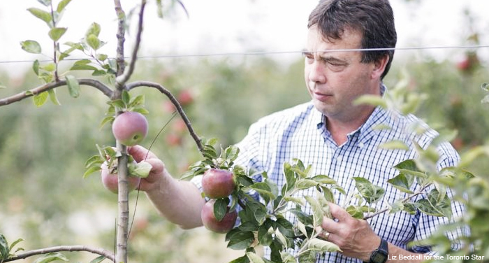 John Cline in apple orchard inspecting tree and fruit