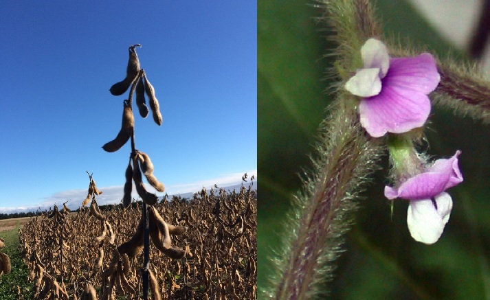 Soybean in field ; Soybean flower