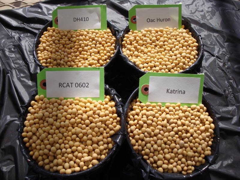 University of Guelph soybean varieties