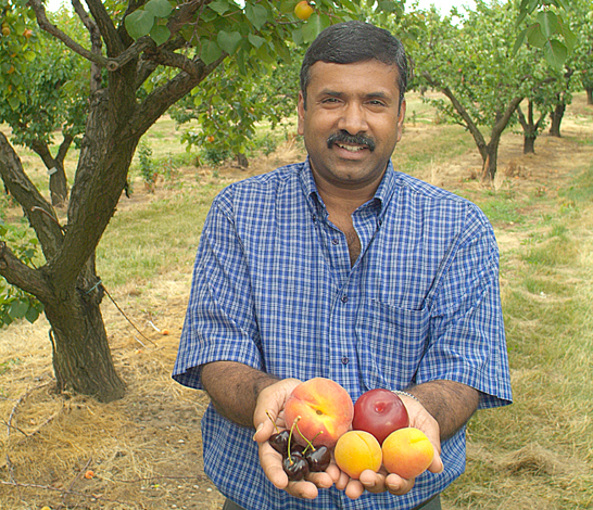 Image: Jay Subramanian displaying fruits from his tree fruit breeding program
