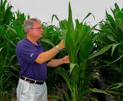 Image: Clarence Swanton in corn research plots