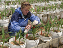 Image: Undergrad marking corn plant leaves with spray paint to identify stage
