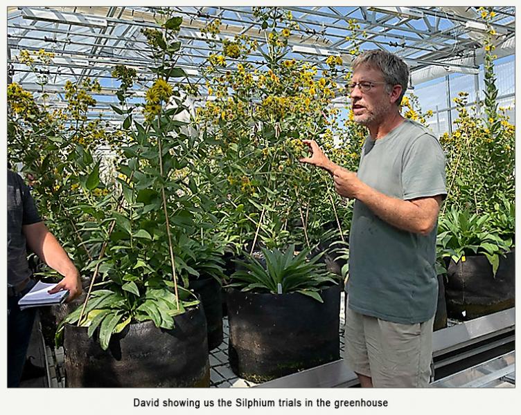 Silphium trials in pots in a greenhouse