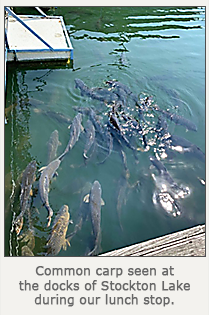 common carp swimming near surface by dock of Stockton Lake