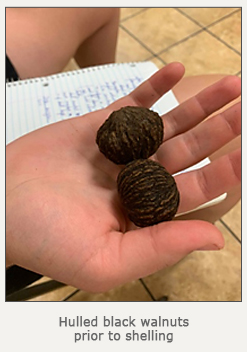 student holding a couple hulled black walnuts prior to shelling