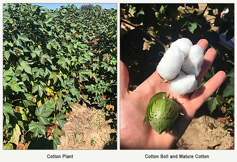 cotton plants in the field, left; close up of cotton boll and mature cotton in hand, right