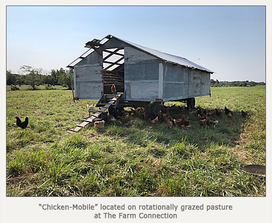 mobile chicken coop on rotational pasture