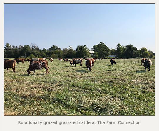 grass-fed cattle rotationally grazing