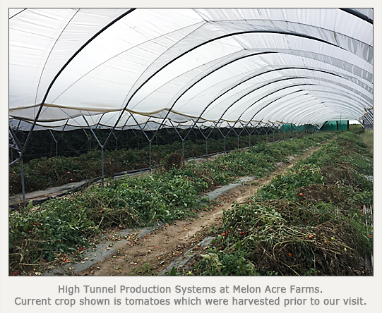 high tunnel production house with current crop of tomatoes just harvested