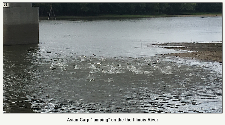 Asian carp jumping on the Illinois River